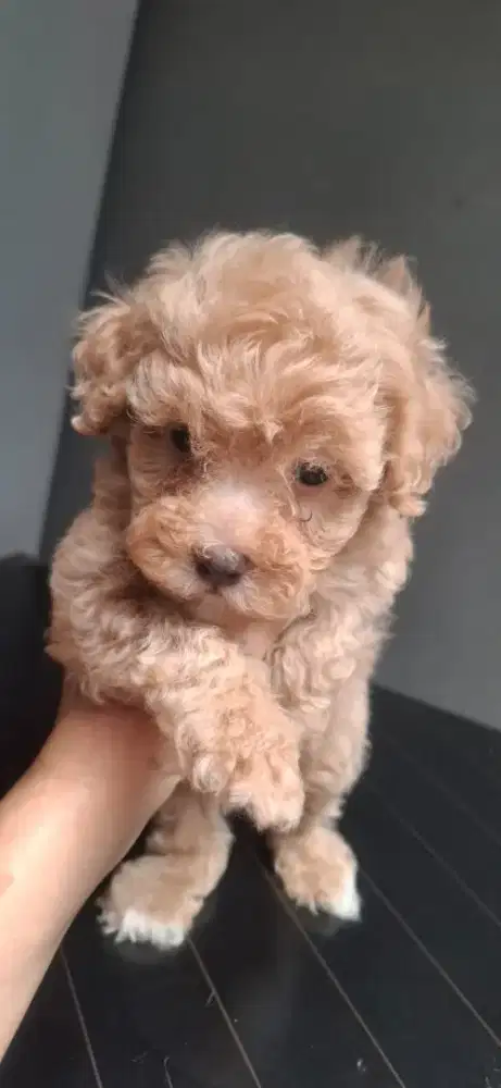 Tiny apricot poodle jantan