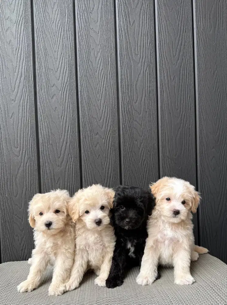 Maltipoo murce murce