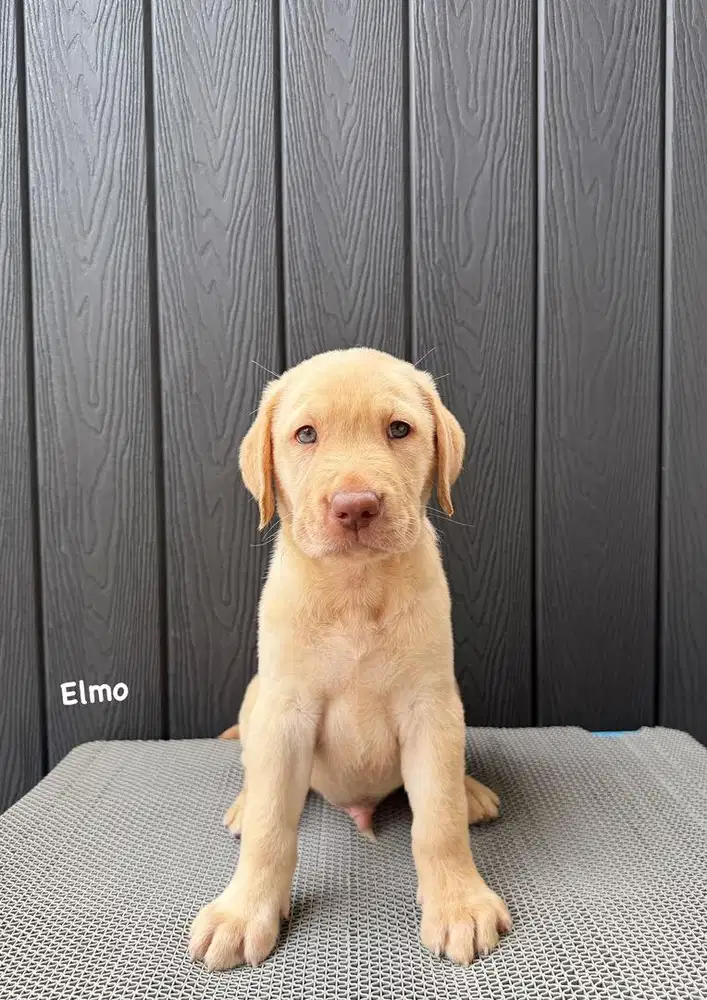 Labrador super cakep
