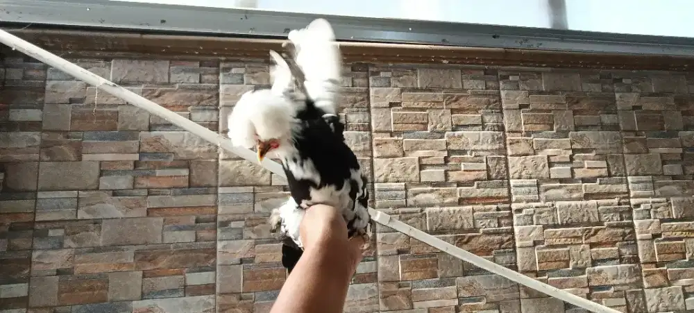 Ayam Jambul Poland