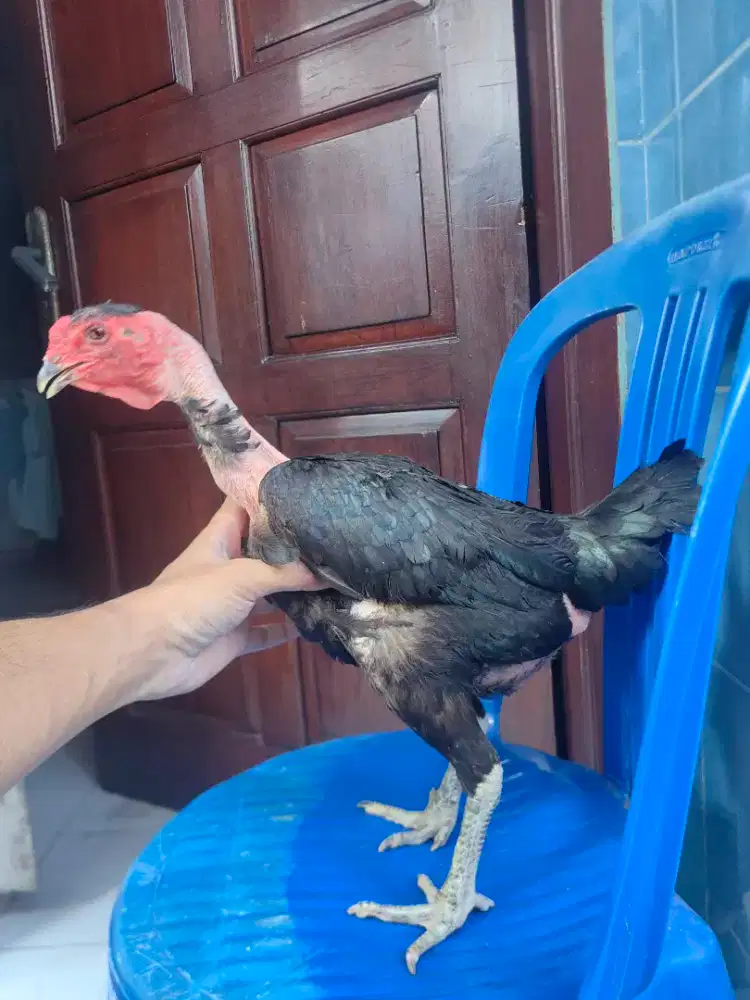 Ayam babon saigon dumbo gemoy