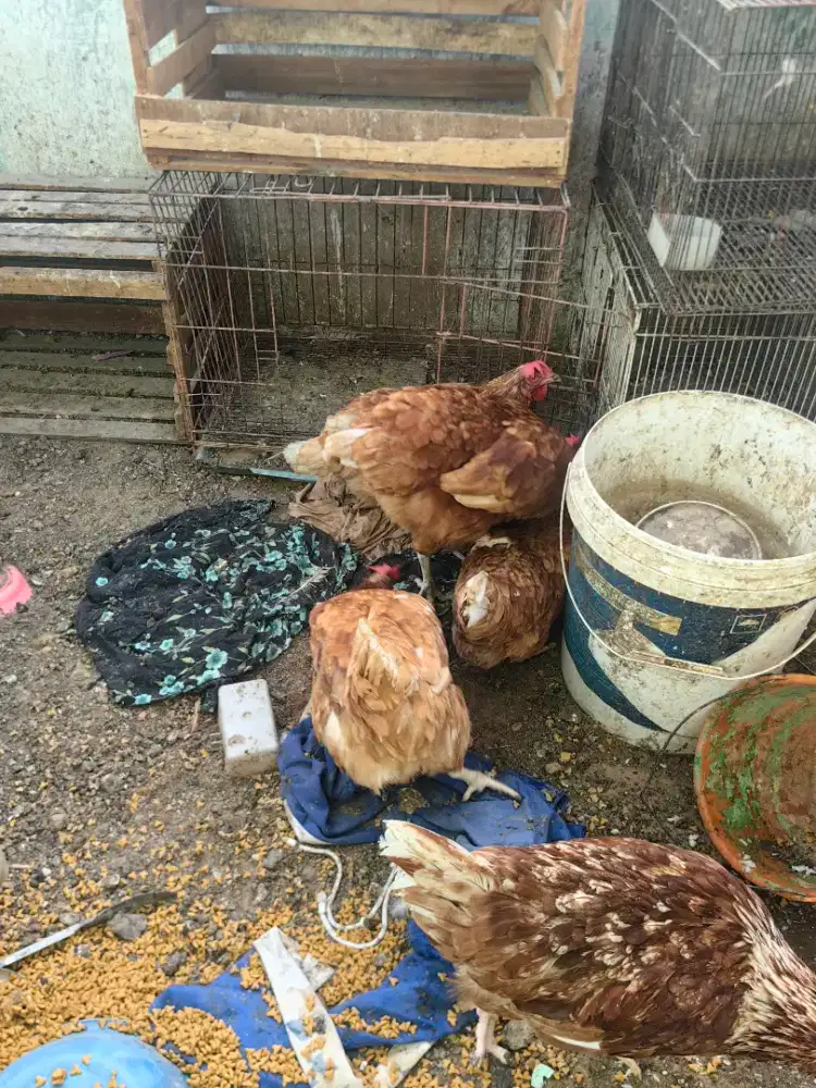 Ayam petelur afkir 20k per ekor