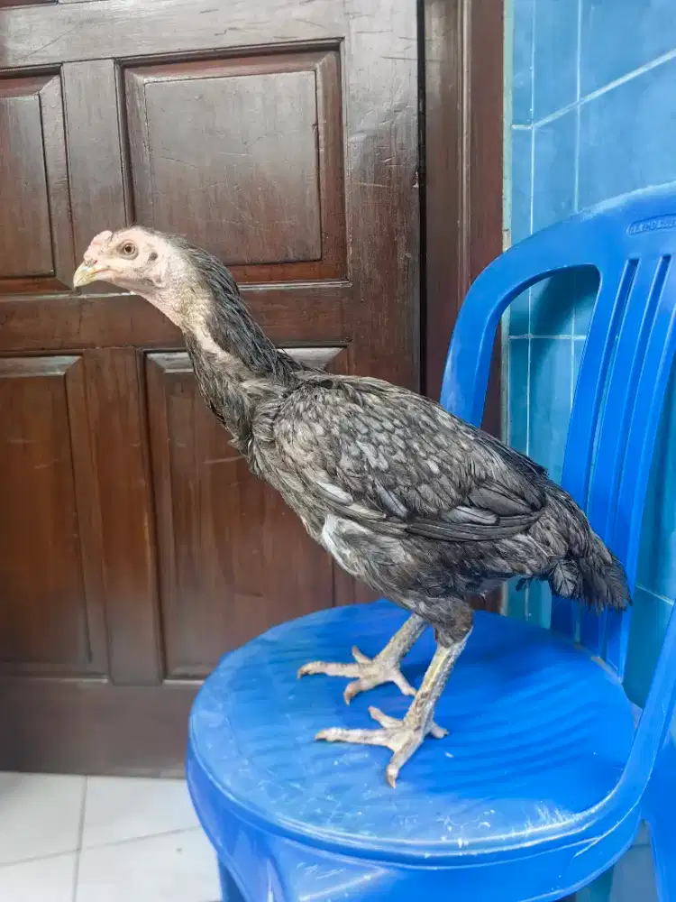 Ayam babon ganoi