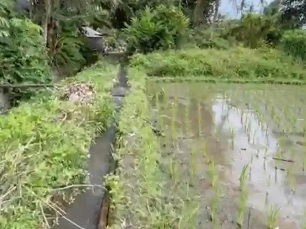 tanah sawah 48,5 are kaba kaba cocok untuk bisnis Anda