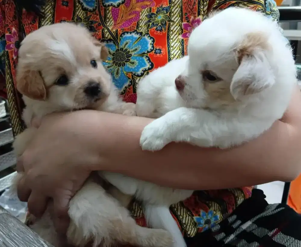 Jual anak anjing mix maltipo
