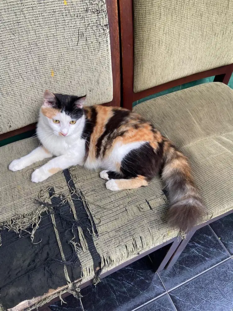 Kucing indukan persia betina dan anak