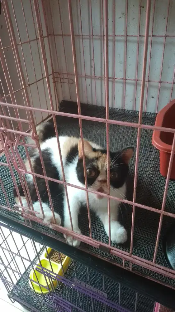 Kucing Persia peaknose