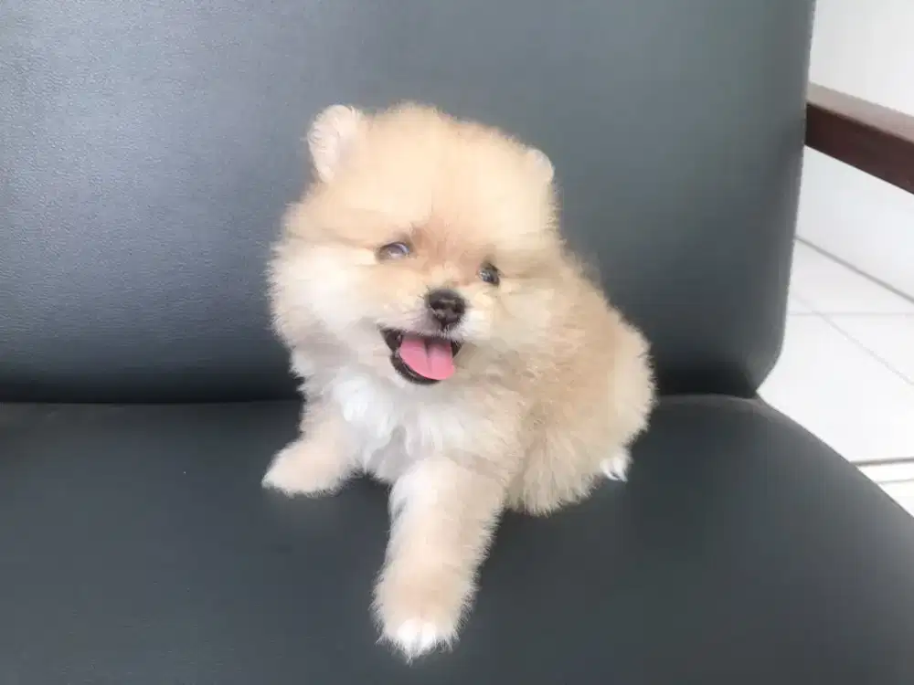 Jual Anjing Mini Pomerian Cream Sable
