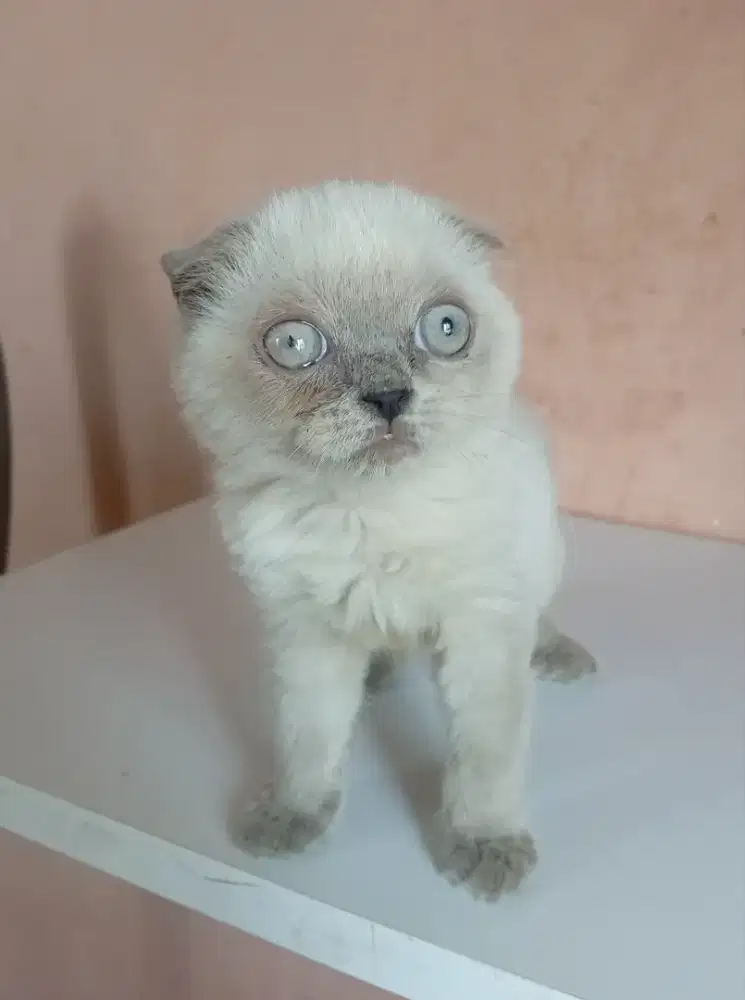 Kucing Scottish fold jakarta selatan