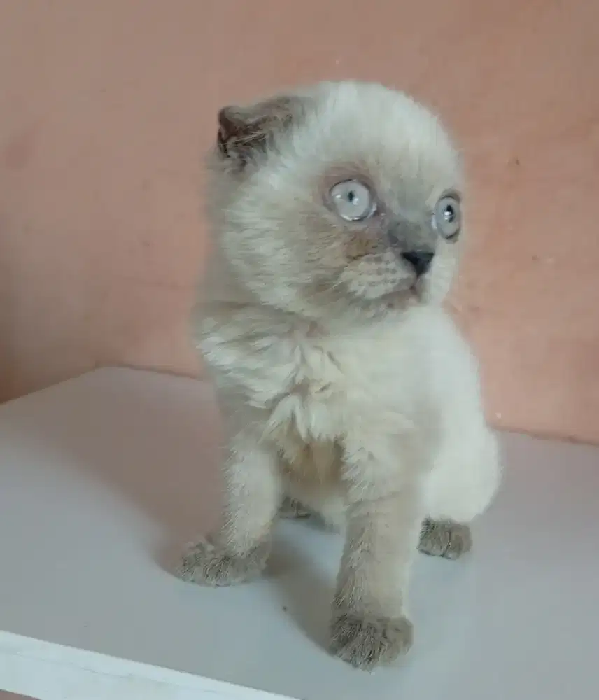 Kucing Scottish fold jakarta selatan