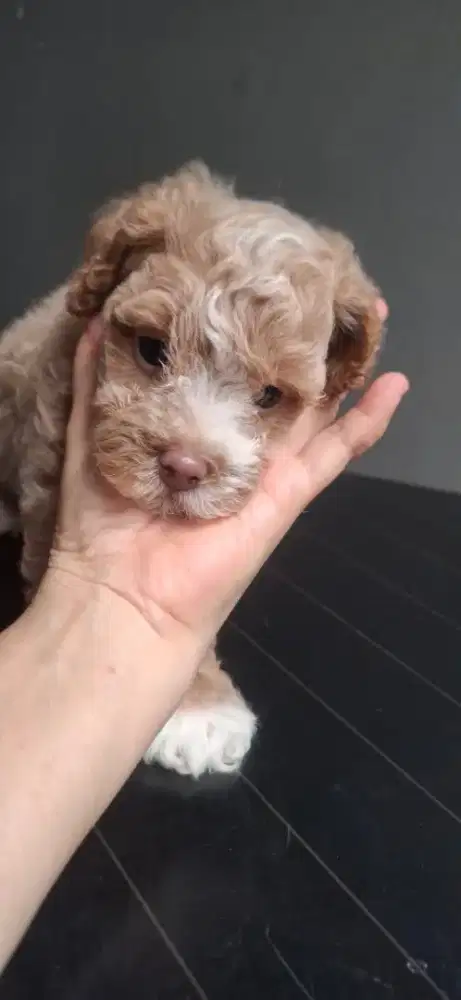 party poodle jantan