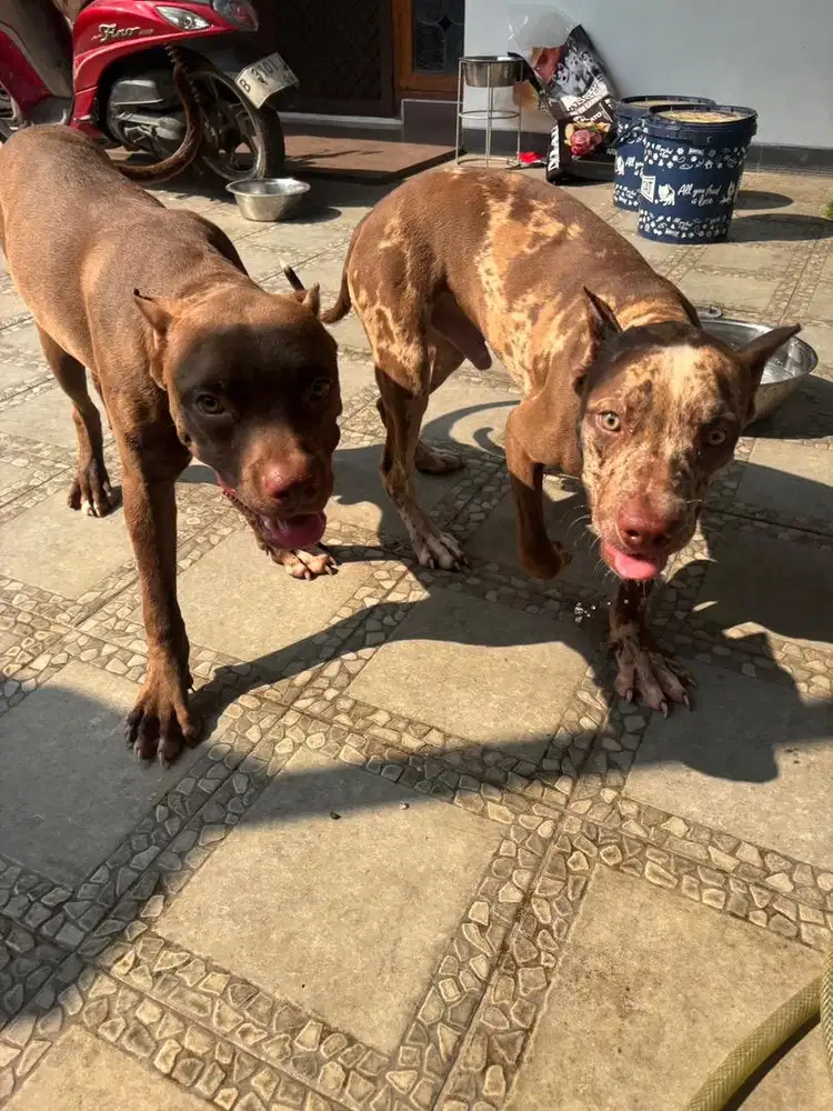 Giant pitbull hibah