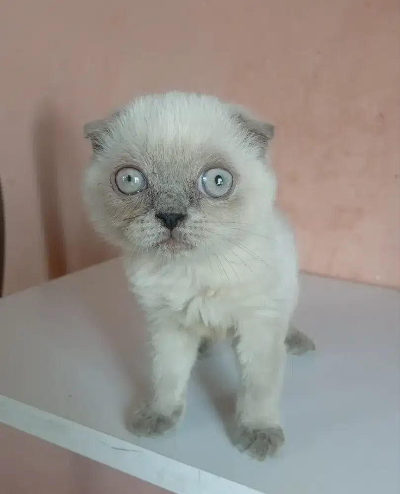 Kucing jenis Scottish fold jakarta selatan