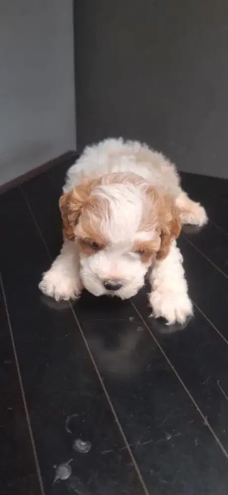 tiny party poodle jantan