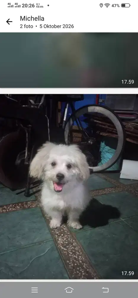 Anjing jenis pudle campuran minipom