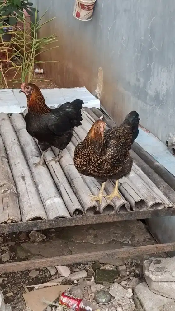 Ayam biang 2 ekor
