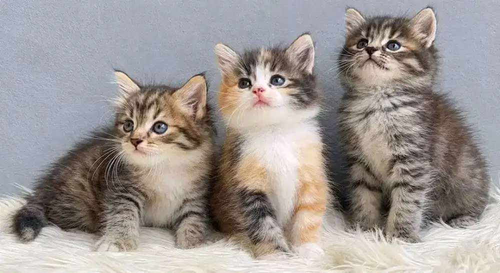 Persia gembul gembul lucu