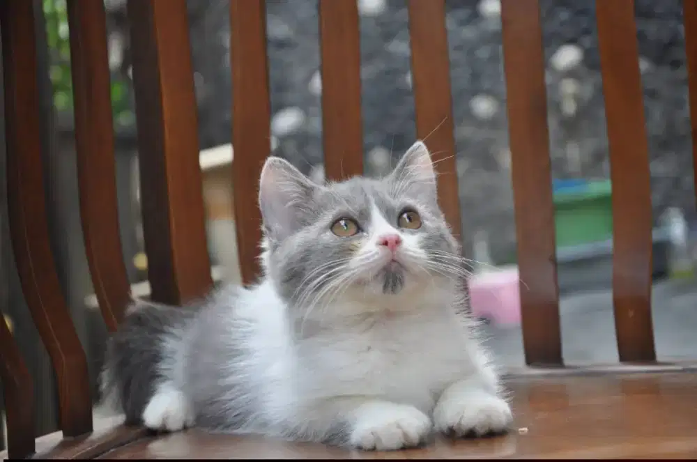Bsh blye bico jantan 4bln