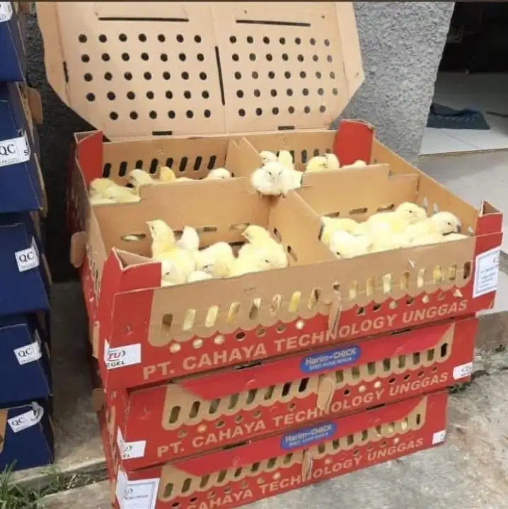 Di cari ABK berpengalaman .