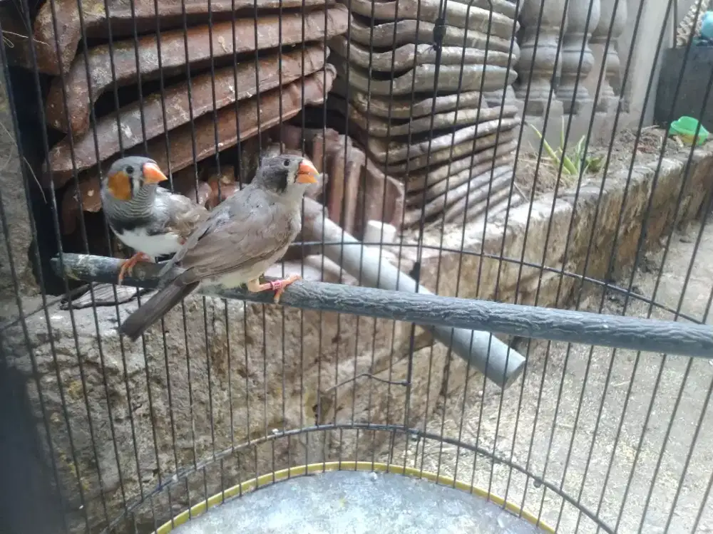 Zebra finch sepasang
