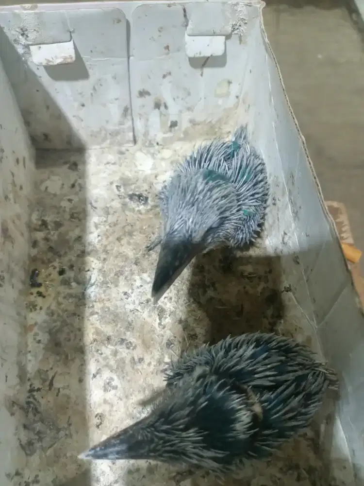 Lolohan burung tengkek