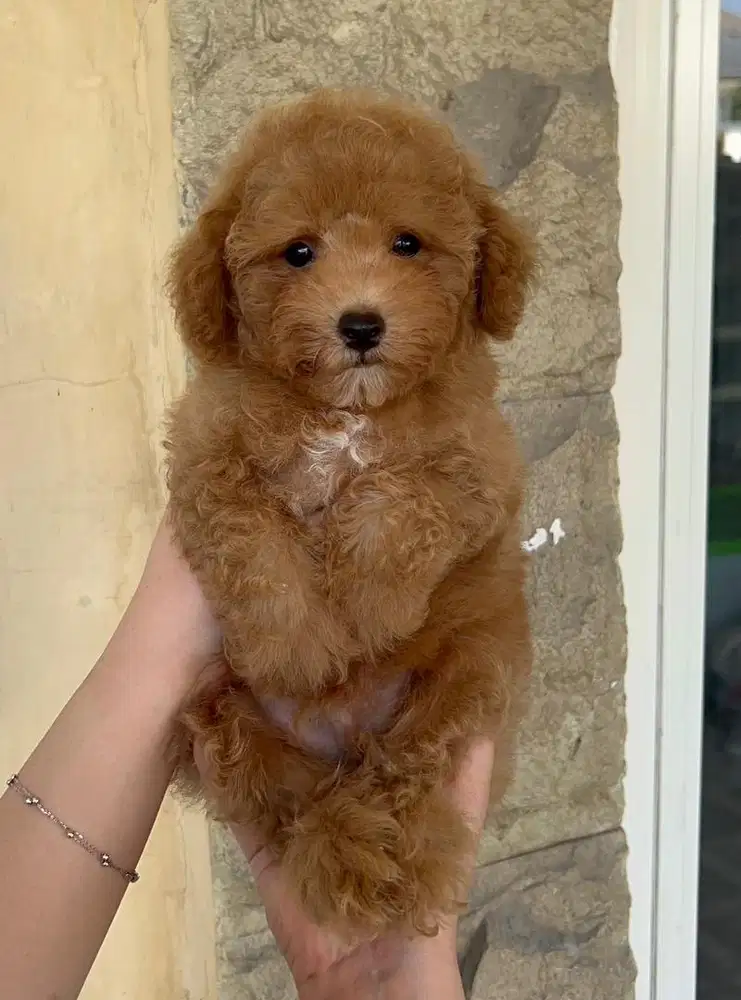 toy poodle jantan