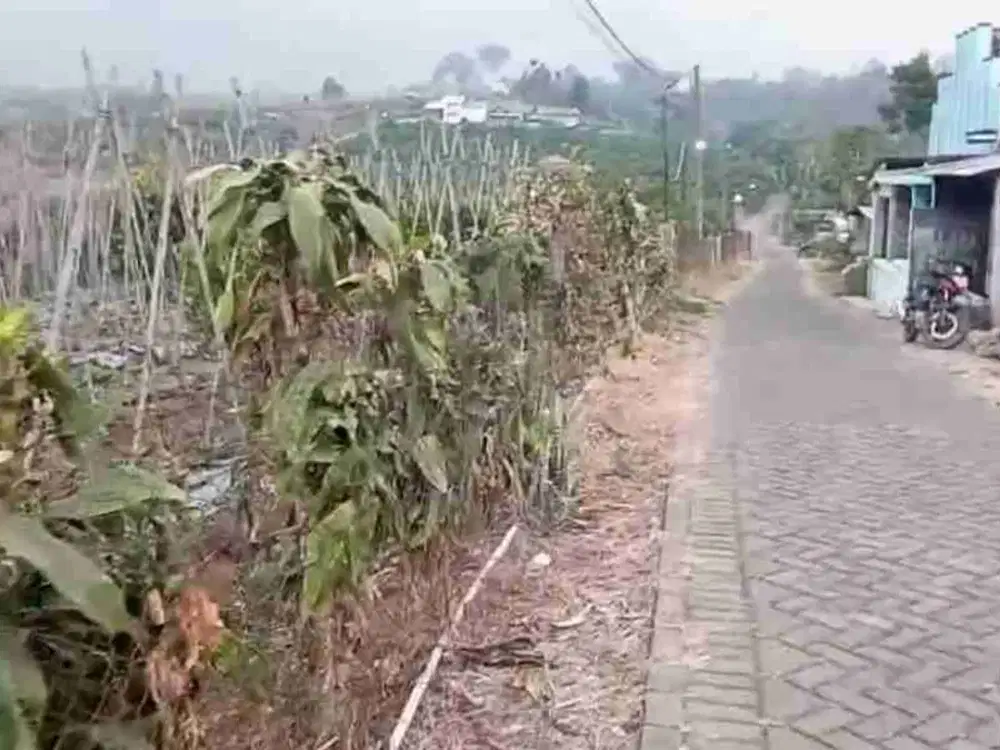 kebun murah berview bagus