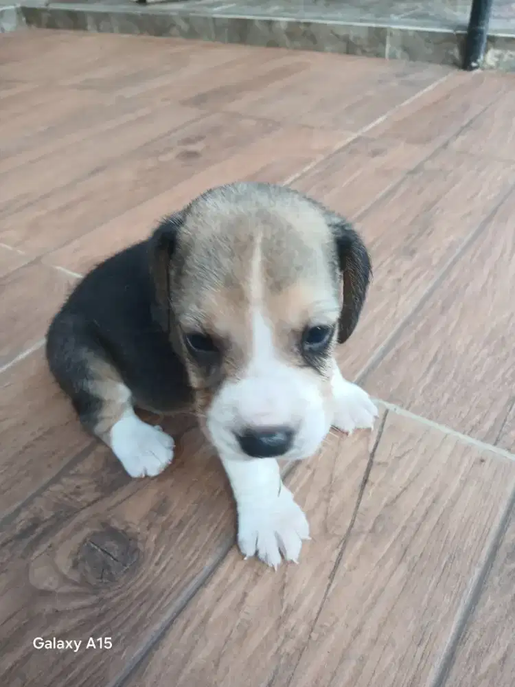 Anakan anjing beagle
