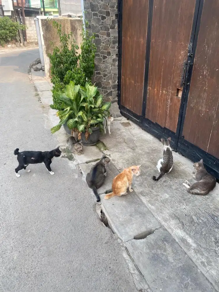 mencari art dan ngurus anak umur 4 tahun