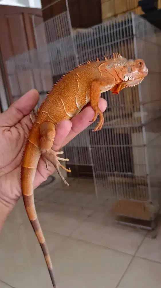 Iguana super red