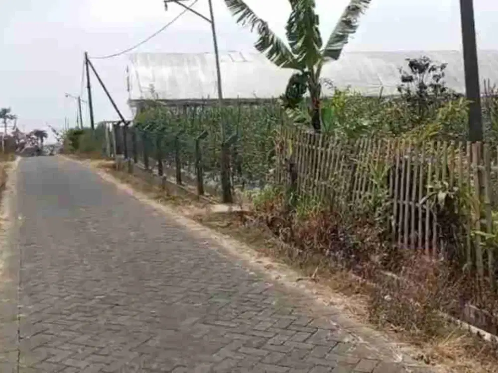 kebun apel murah