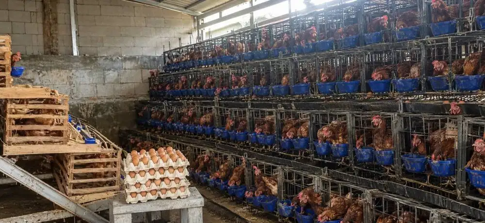 Ayam Petelur Produksi
