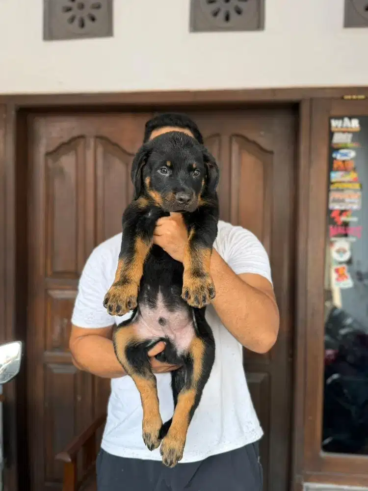 Rottweiler Jantan Super Bigsize
