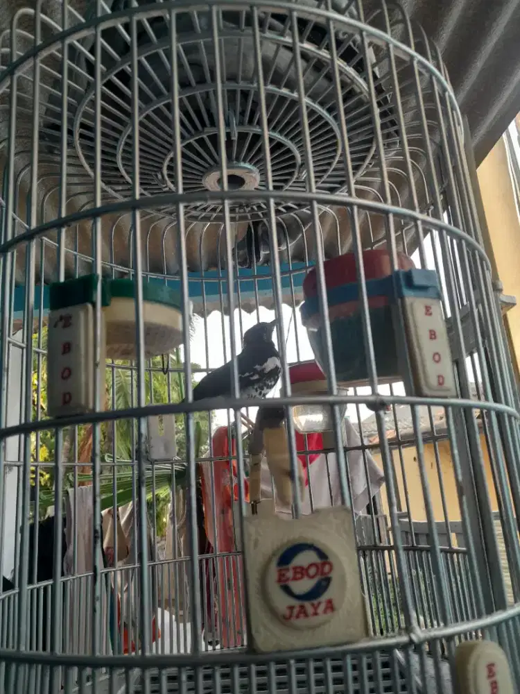 Anis kembang/punglor kembang ring