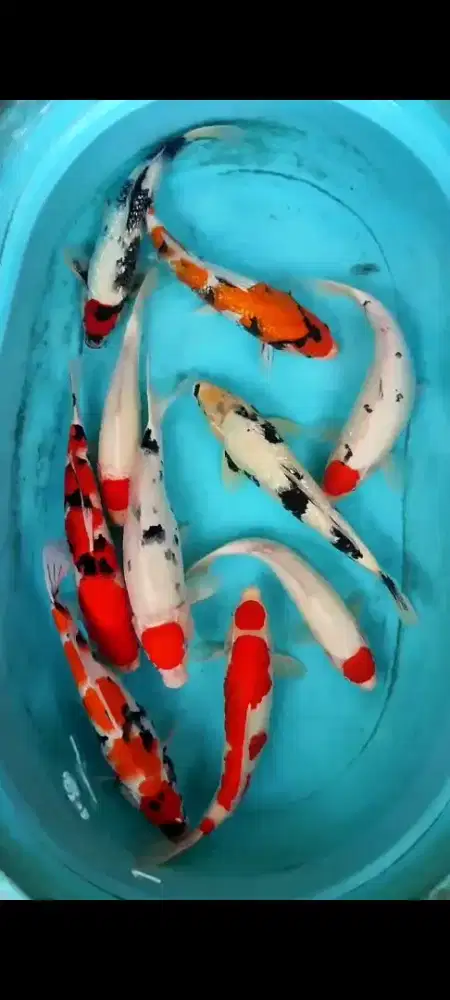 IKAN KOI GRACIA KOHAKU, SANKE, ETC