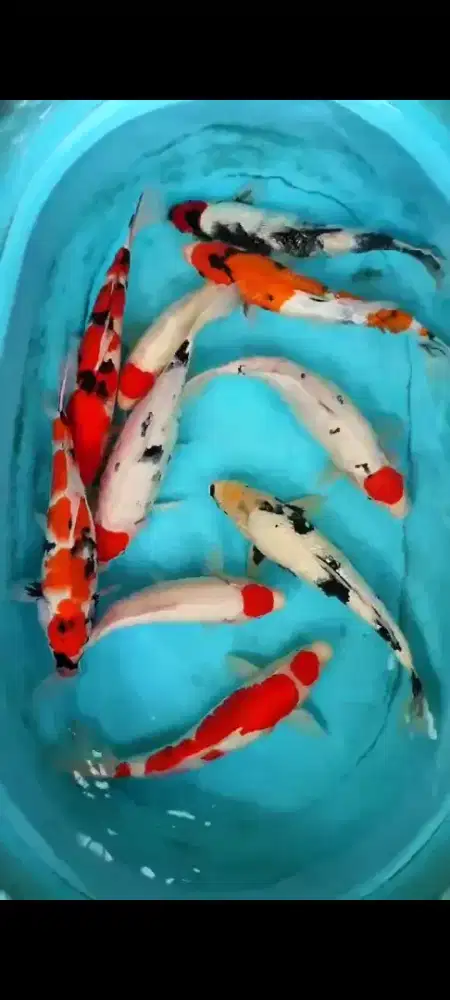 IKAN KOI TANCO, SOWA, ETC