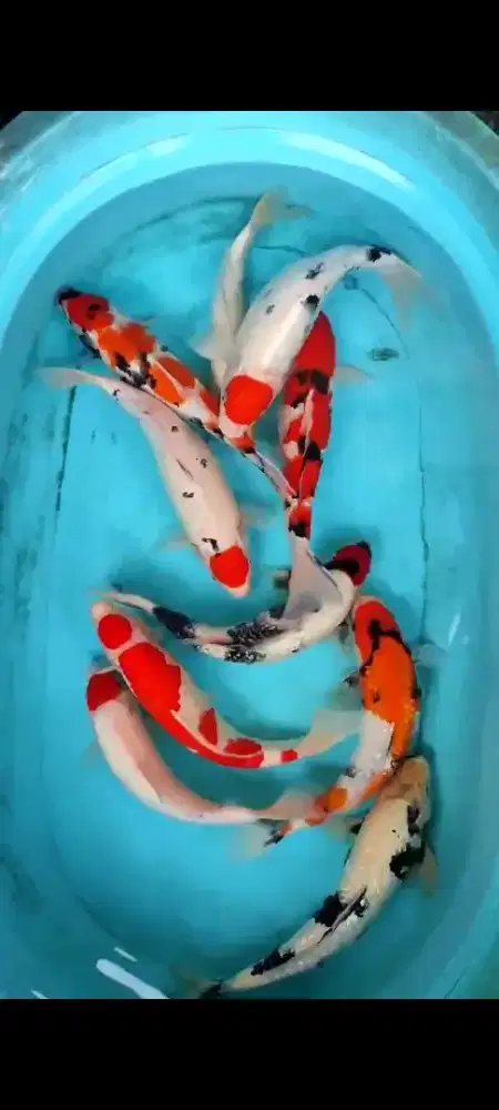 IKAN KOI SANKE SLEMAN