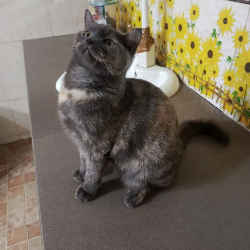 Bsh blue tortie 9 bulan betina mau birahi, line import tulang besar