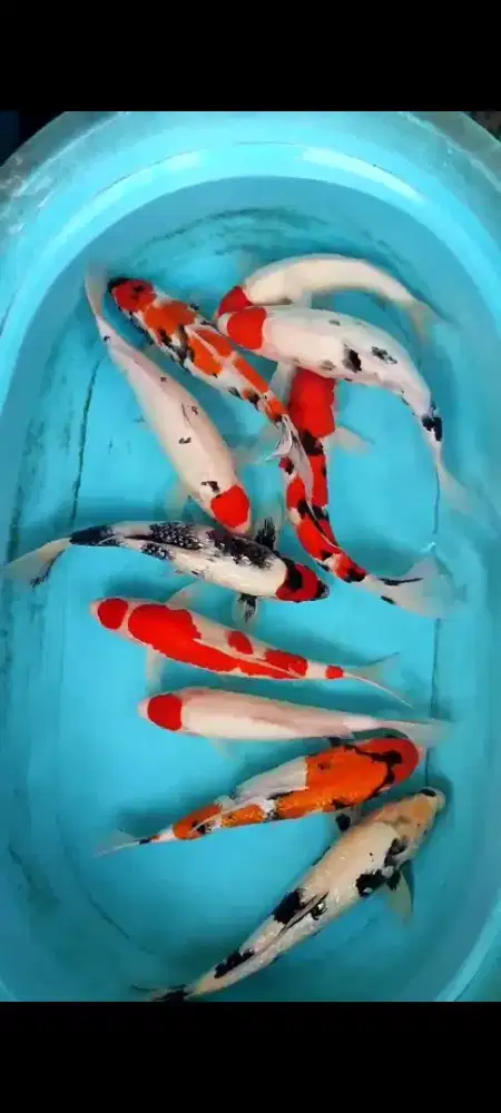 IKAN KOI TANCHO SLEMAN