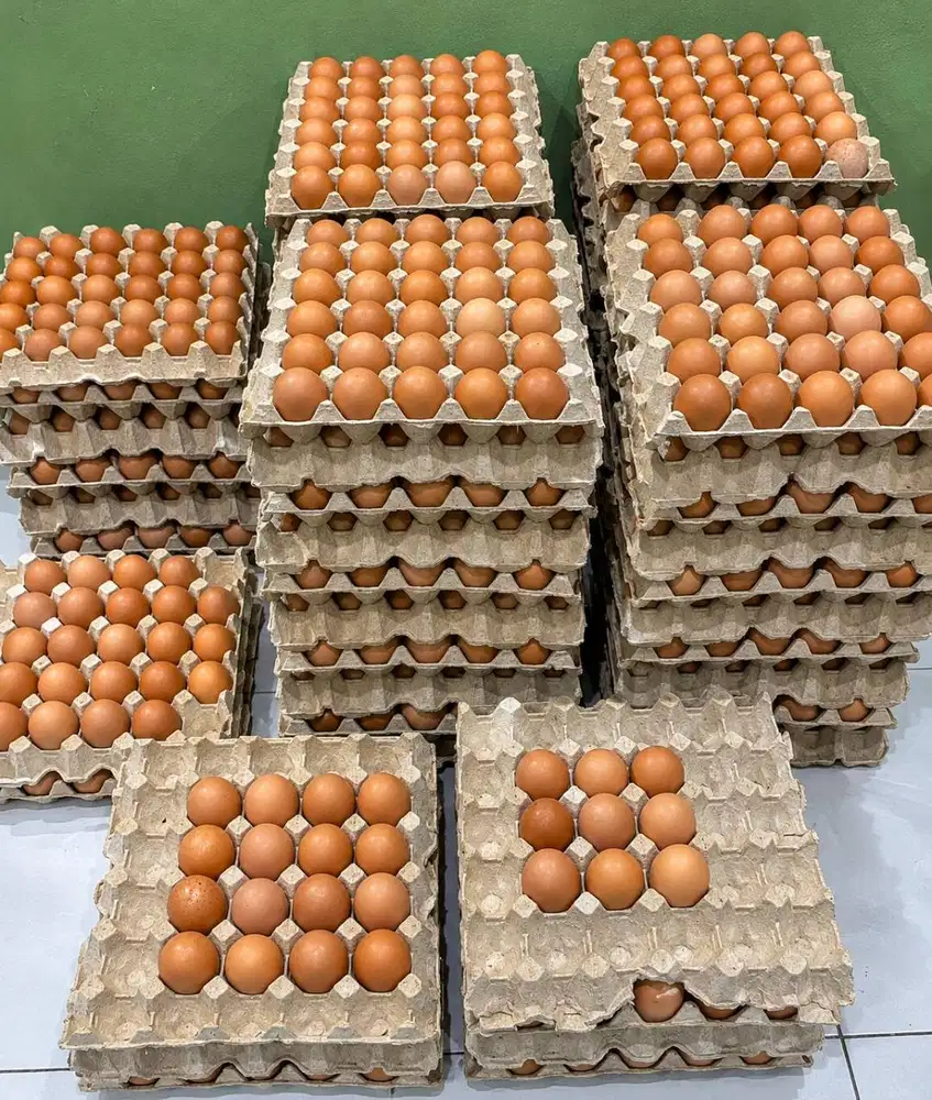 Telur ayam fresh