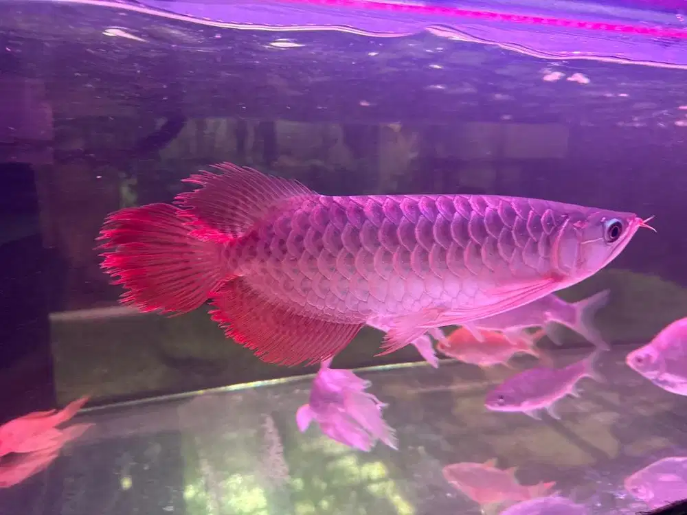 Ikan arwana supered slayer