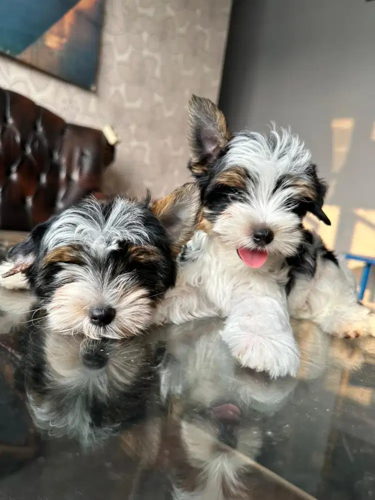 anjing langka biewer yorkie terrier parents impor