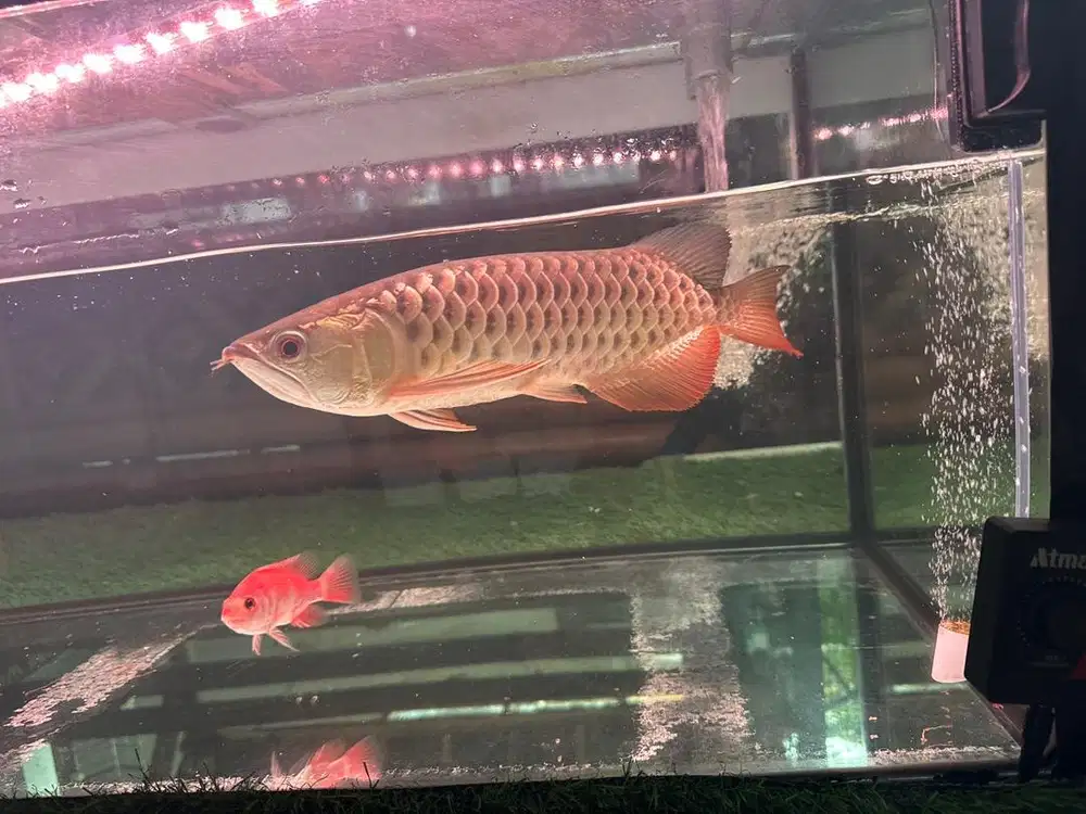 Ikan arwana polkadot