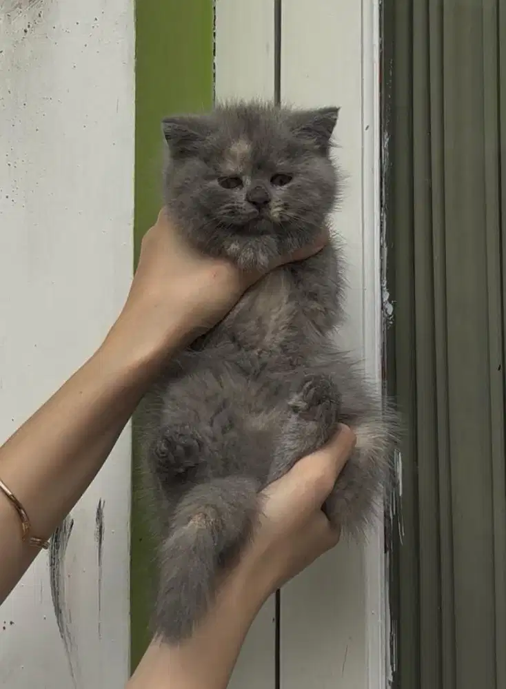 Kitten Kucing BSH bsh British shorthair