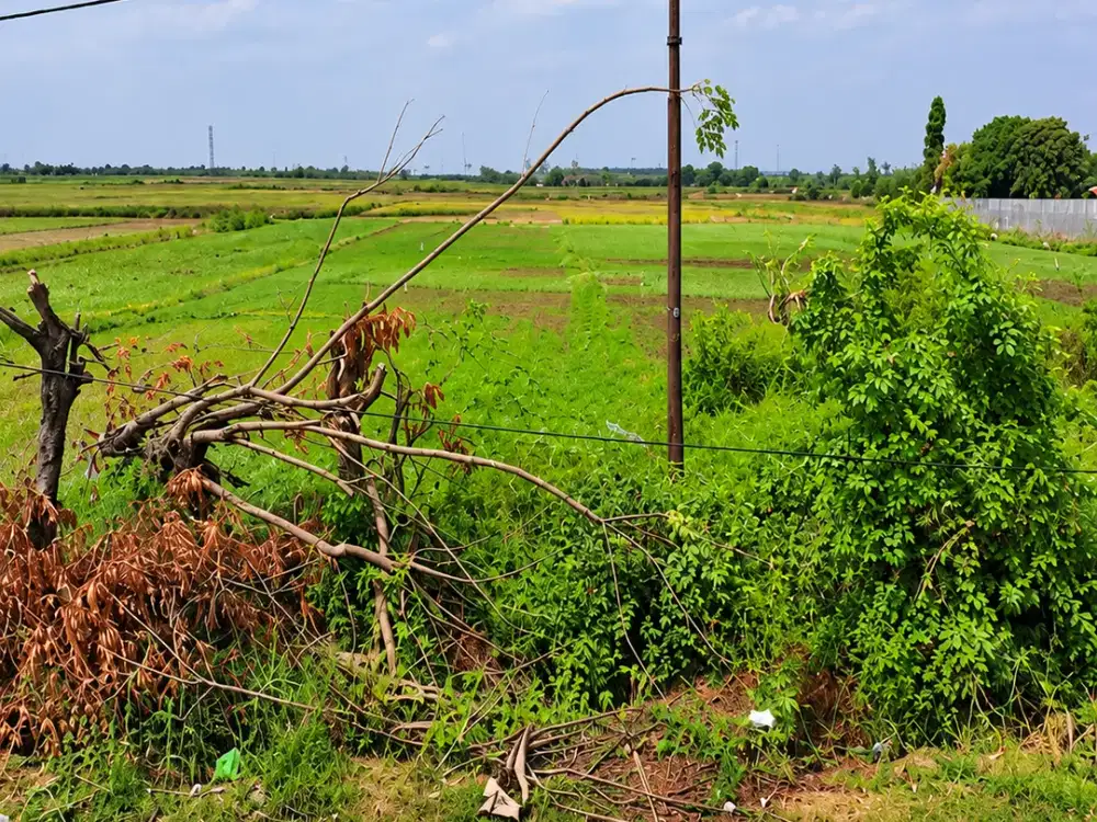 Dijual Lahan 4,2 Hektar di Jalur Pantura, Bulakamba Brebes