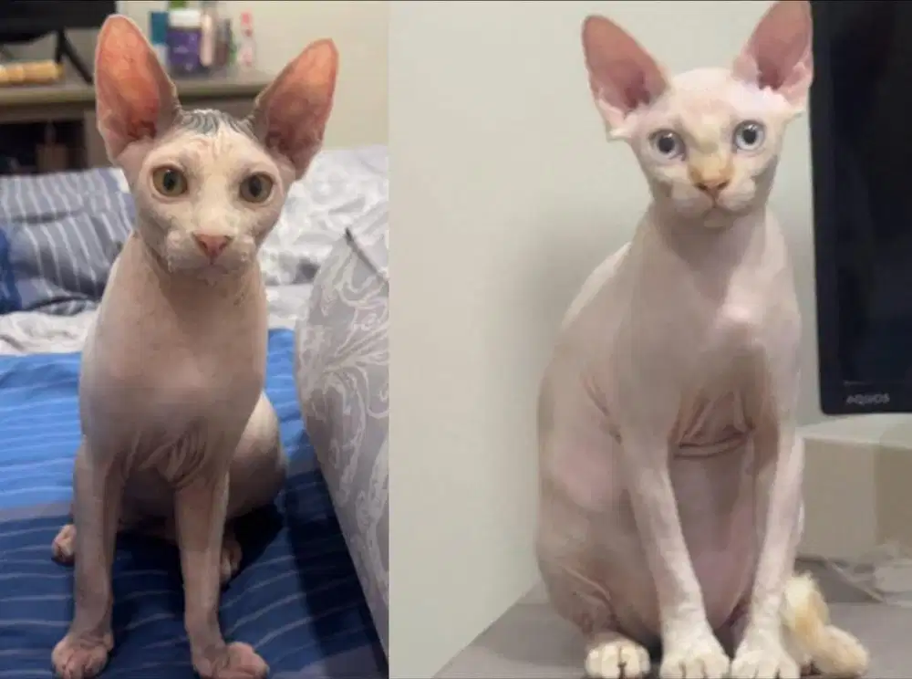 Di Jual kucing sphinx