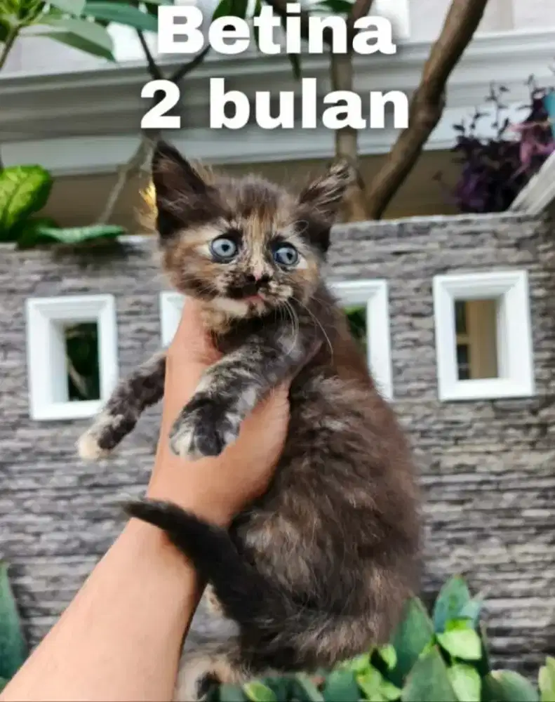 Kitten Persia medium usia 2 bulan betina