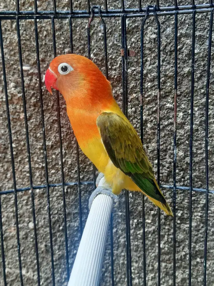 Lovebird Biola Euwing Betina Dewasa Bodi besar