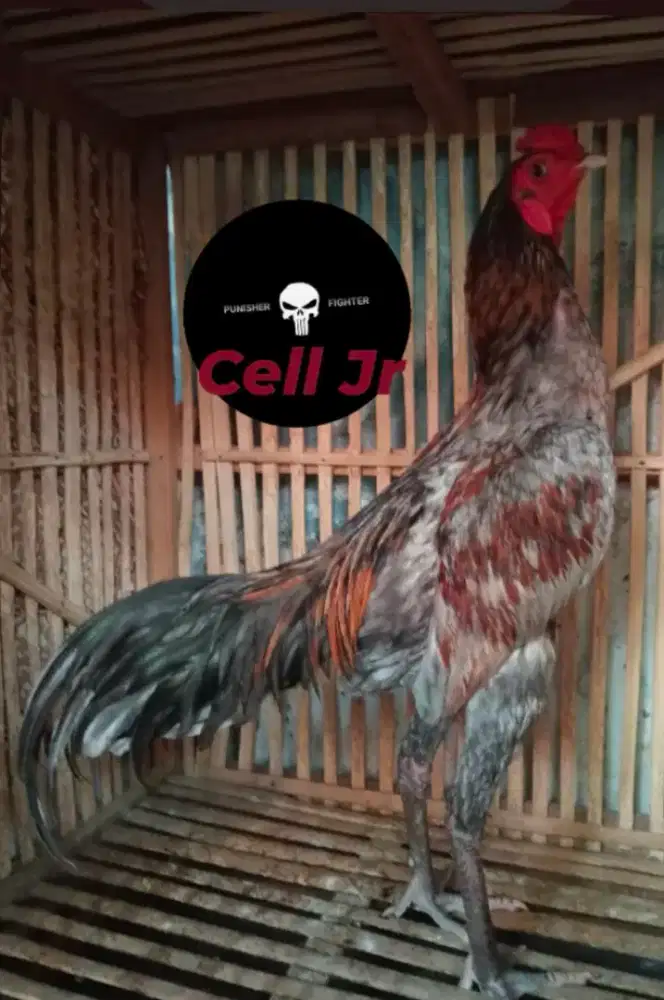 Ayam Makhoy Muda Klawu Geni