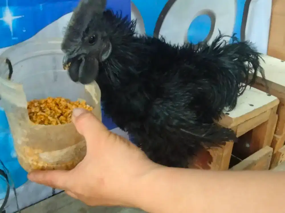 Ayam cemani bulu wali, lidi, normal